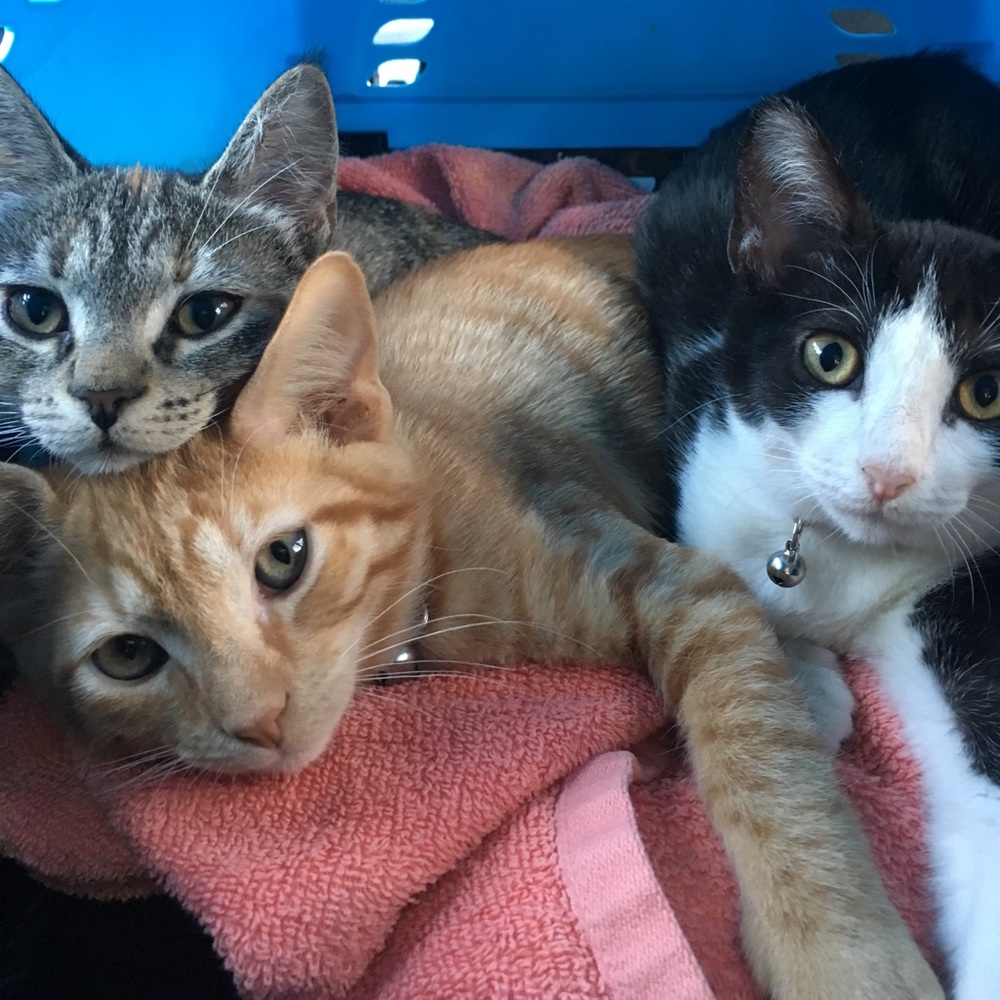 Meet your Posher, Sam